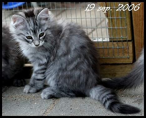 Norsk Skovkat Buum-Cats Diesella billede 5