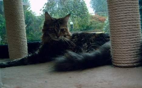 Maine Coon Timbercoons Grafity - Den frække tøs billede 5