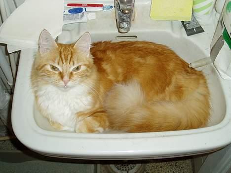 Norsk Skovkat maximus - det er så dejligt køligt at ligge her i vasken billede 16