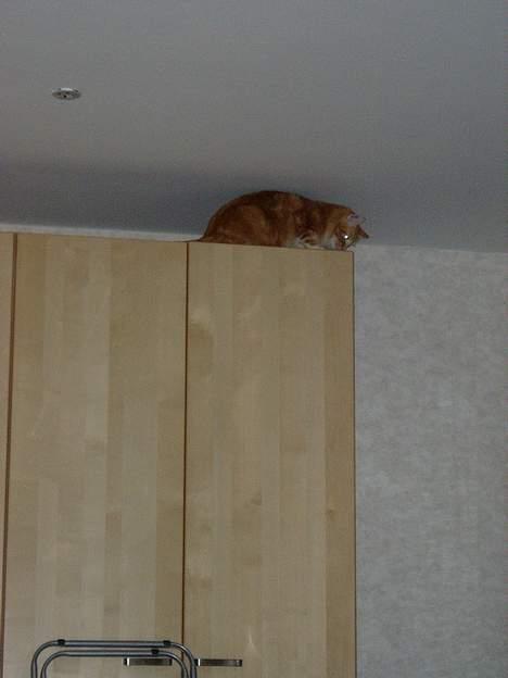 Norsk Skovkat maximus billede 17