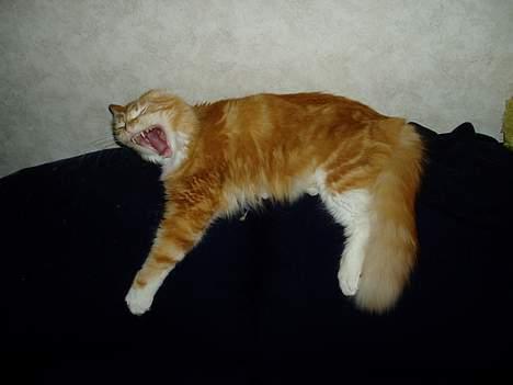 Norsk Skovkat maximus - come on prøver altså lige at sove billede 18