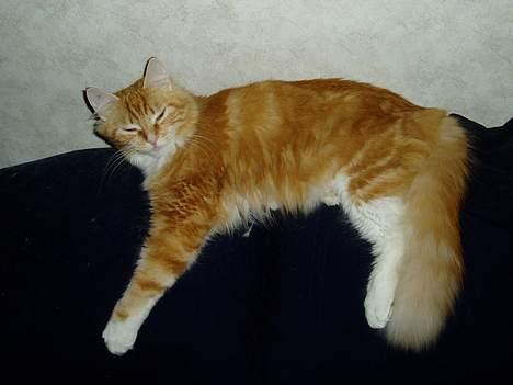 Norsk Skovkat maximus - ok da så et lille billede billede 19