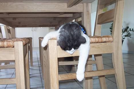 Norsk Skovkat DK Buum-Cats Anja billede 20