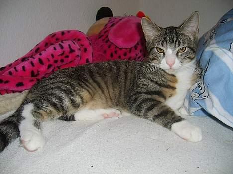 Huskat Balou billede 10