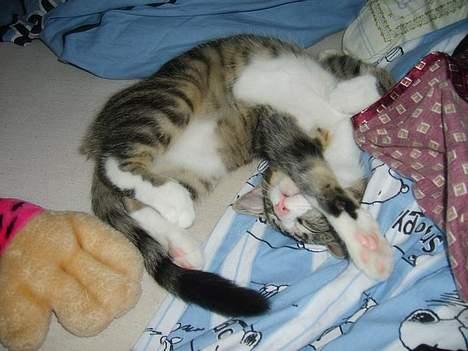 Huskat Balou billede 11