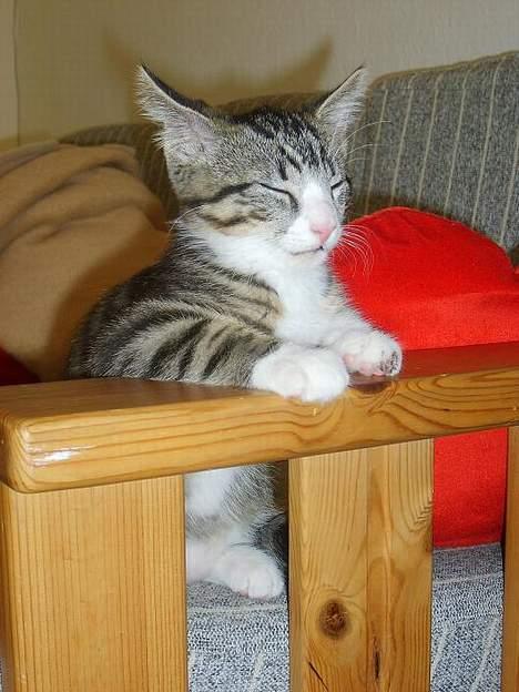 Huskat Balou billede 12