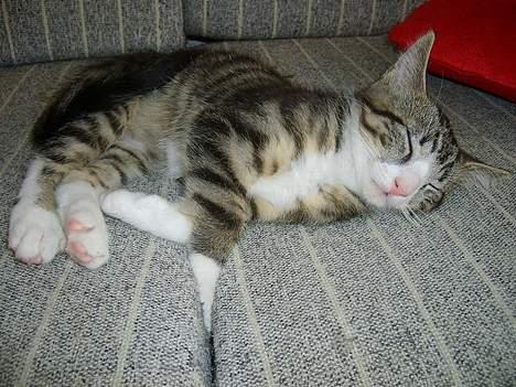 Huskat Balou billede 13