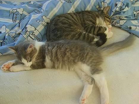 Huskat Balou billede 14