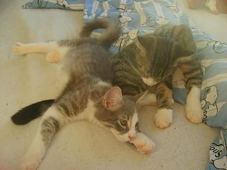 Huskat Balou billede 15