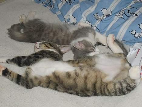 Huskat Balou billede 16