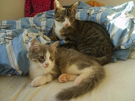 Huskat Balou billede 17