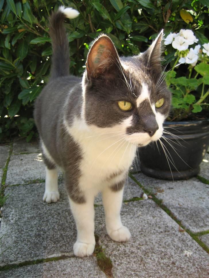 Huskat Simba - <3 billede 12