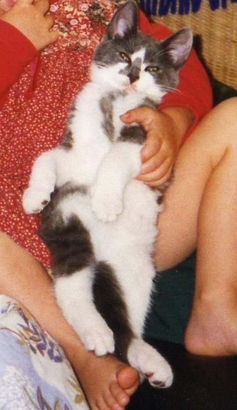 Huskat Simba - Miskiling <3 billede 13