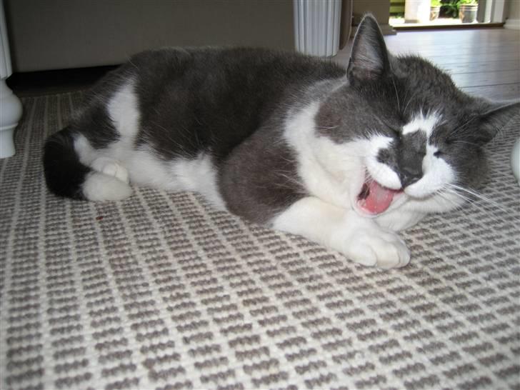 Huskat Simba - gaab jeg er træt :P<3 billede 14