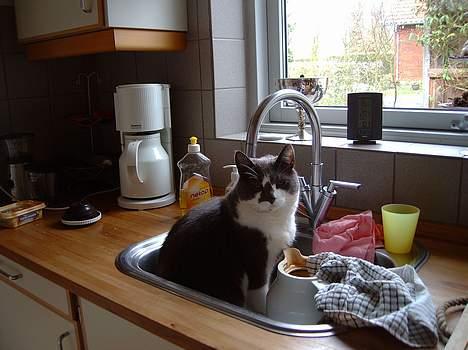 Huskat Simba - Det er så dejligt at side I vasken<3 billede 15