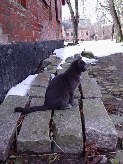 Huskat Tarzan <3 *savner dig*  - Velkommen til Tarzans profil. Se gerne alle billederne igennem, og læg evt. en kommentar og en bedømmelse. =) billede 1