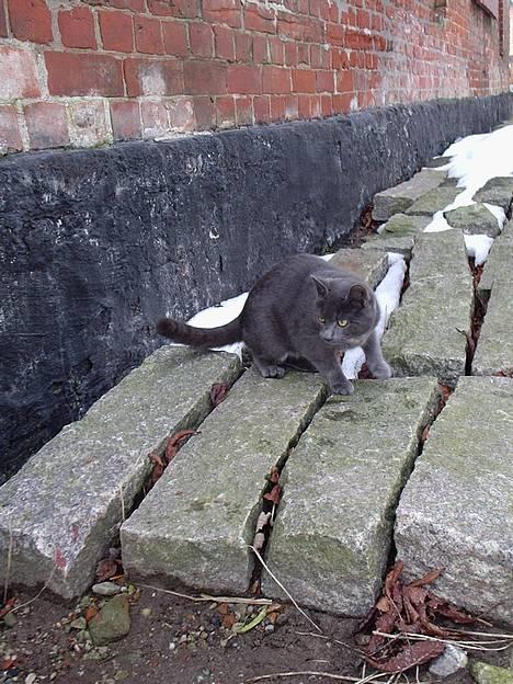 Huskat Tarzan <3 *savner dig*  - sødt.. billede 3