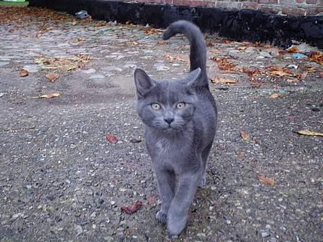 Huskat Tarzan <3 *savner dig*  billede 4