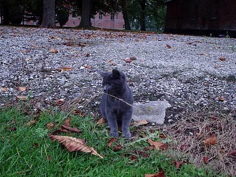 Huskat Tarzan <3 *savner dig*  billede 5