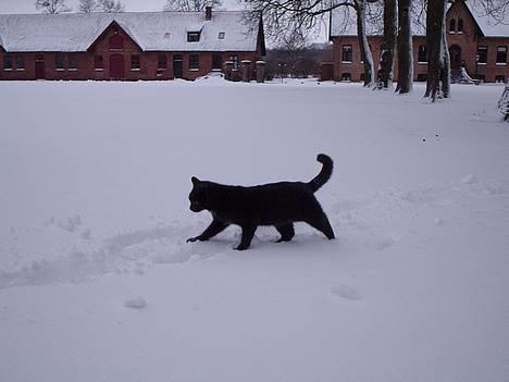 Huskat Tarzan <3 *savner dig*  - Første sne.. billede 6