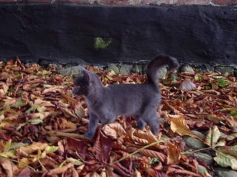 Huskat Tarzan <3 *savner dig*  billede 7