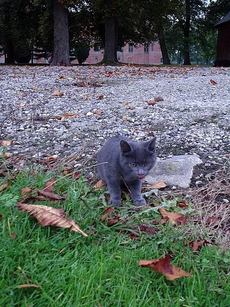 Huskat Tarzan <3 *savner dig*  billede 8