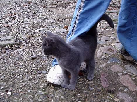 Huskat Tarzan <3 *savner dig*  billede 9