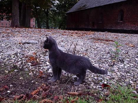 Huskat Tarzan <3 *savner dig*  billede 10