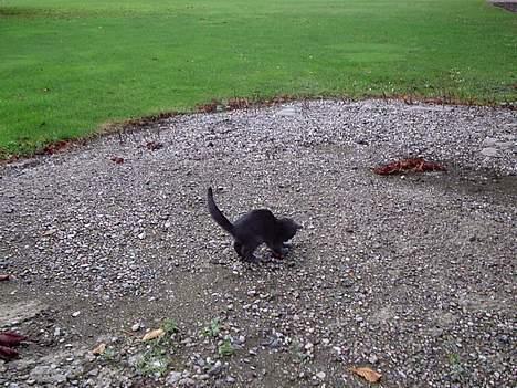 Huskat Tarzan <3 *savner dig*  - Tarzan leger fangeleg med et blad. =) billede 11