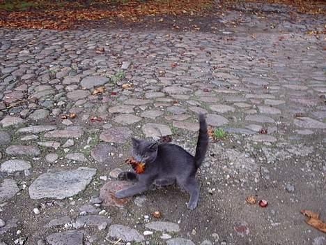 Huskat Tarzan <3 *savner dig*  - Tosse mis.. ;p Hehe billede 12