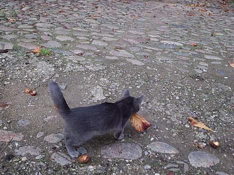 Huskat Tarzan <3 *savner dig*  - Yees! Jeg fangede bladet..! =) billede 13