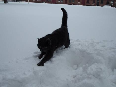 Huskat Tarzan <3 *savner dig*  - Han var ikke vild med sneen første gang.. ;p Nyt 2007 billede 14