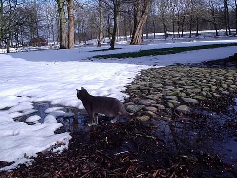 Huskat Tarzan <3 *savner dig*  billede 15