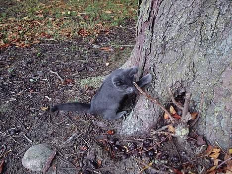 Huskat Tarzan <3 *savner dig*  billede 17