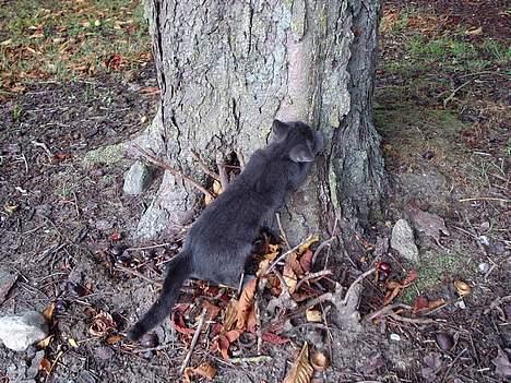 Huskat Tarzan <3 *savner dig*  - Træet er vel nok godt at kradse i... billede 18