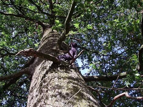 Huskat Tarzan <3 *savner dig*  - Det var så dengang hvor Tarzan klatrede op i et træ, og ikke kunne komme ned. ;p billede 19