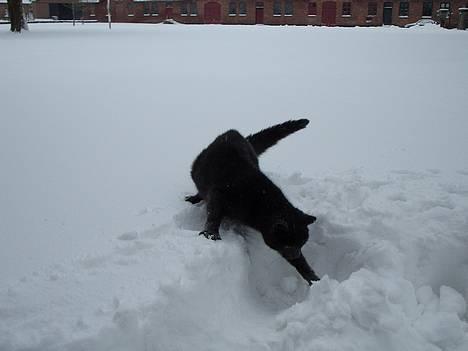 Huskat Tarzan <3 *savner dig*  - Tarzans første sne. Nyt 2007 billede 20