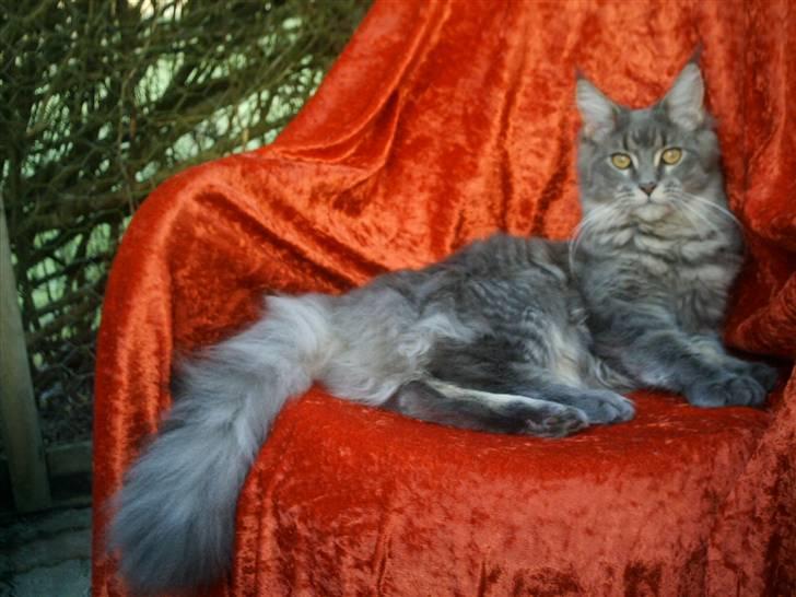 Maine Coon  Wicca shaicoona Caya billede 1