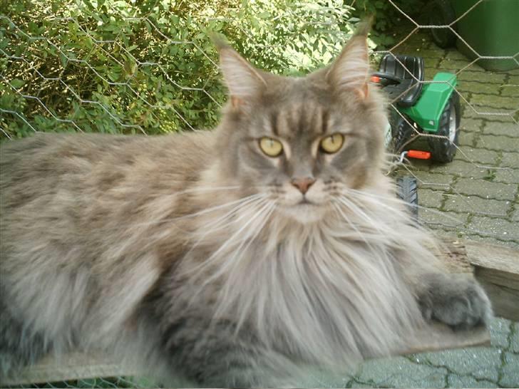 Maine Coon  Wicca shaicoona Caya billede 2