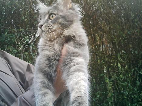 Maine Coon  Wicca shaicoona Caya billede 3