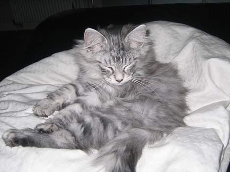 Norsk Skovkat Buum-Cats Diesella billede 6