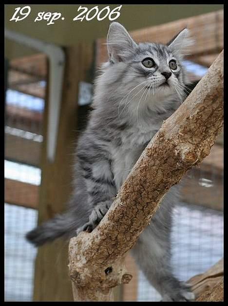 Norsk Skovkat Buum-Cats Diesella billede 7