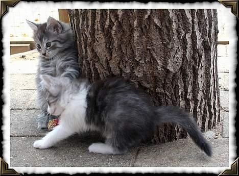 Norsk Skovkat Buum-Cats Diesella billede 8