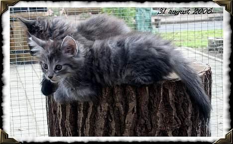 Norsk Skovkat Buum-Cats Diesella billede 9