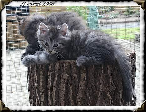 Norsk Skovkat Buum-Cats Diesella billede 10