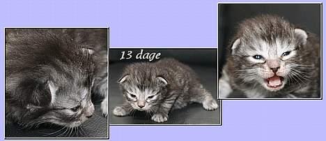 Norsk Skovkat Buum-Cats Diesella billede 11