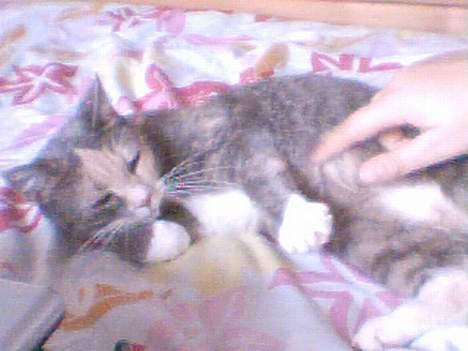 Blanding af racer Stine - hihi det kilder, lad være..  billede 2