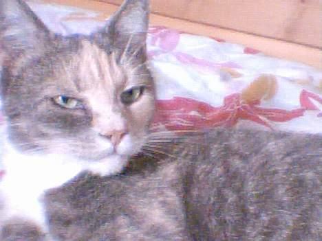 Blanding af racer Stine - jeg er bare såå fotogen.. ;) billede 3