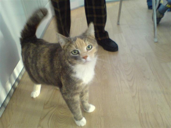 Blanding af racer Stine billede 4