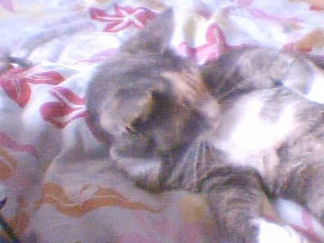 Blanding af racer Stine - en hvid plet mere, hehe jeg vidste ikke at der var flere! billede 5